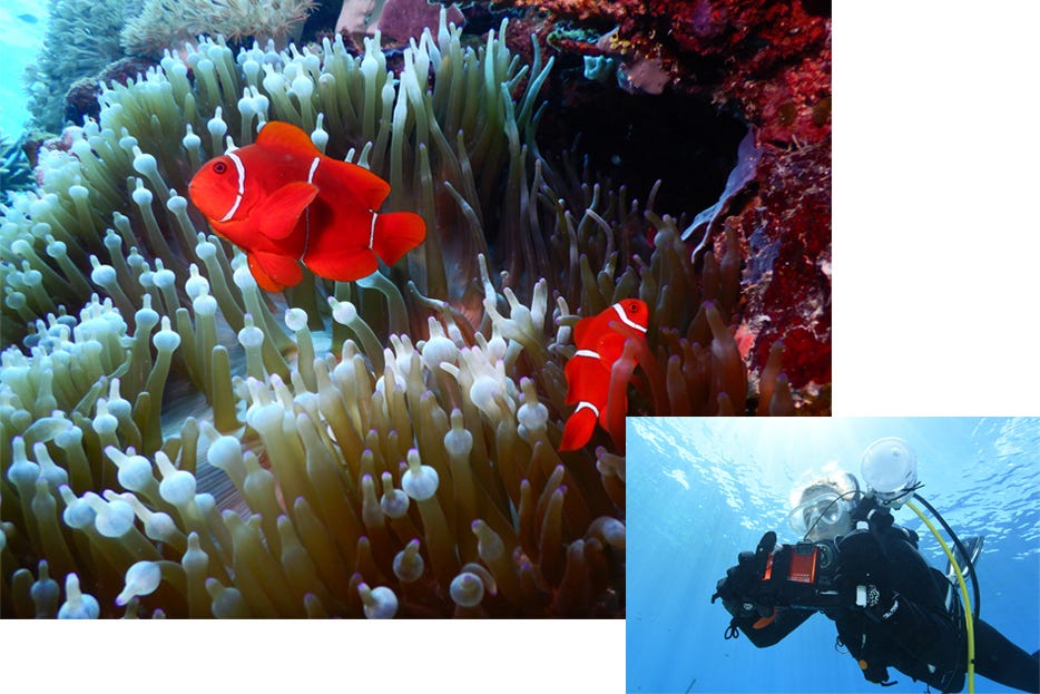 Underwater Image